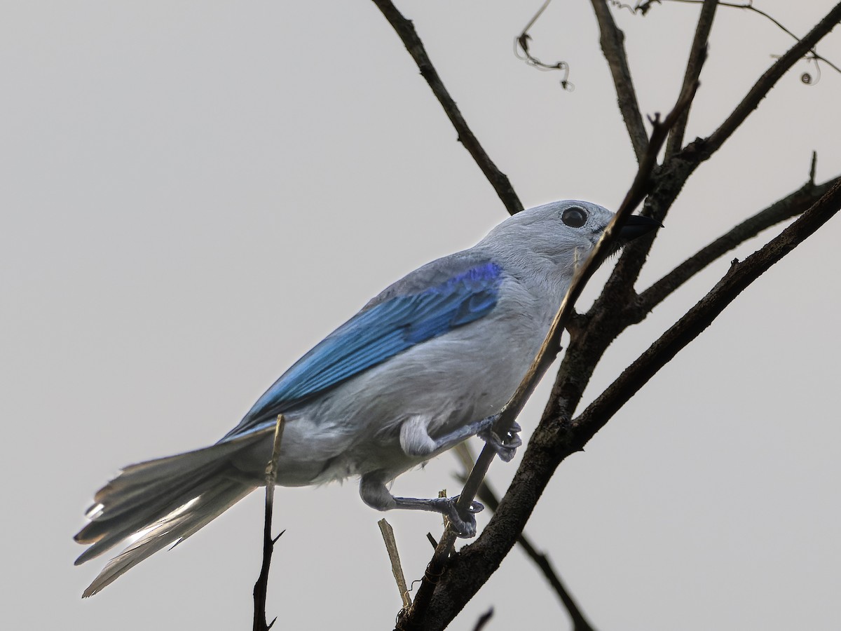 Blue-gray Tanager - ML541027481