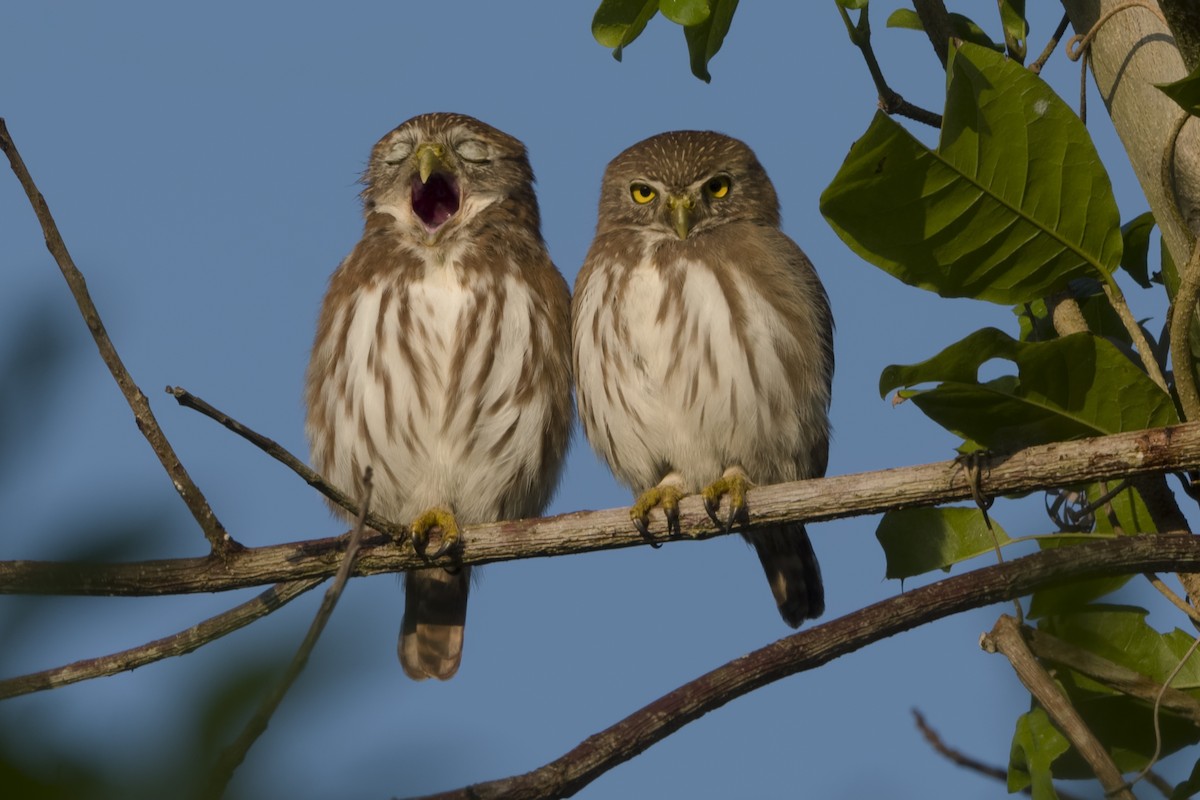Ferruginous Pygmy-Owl - Don Danko