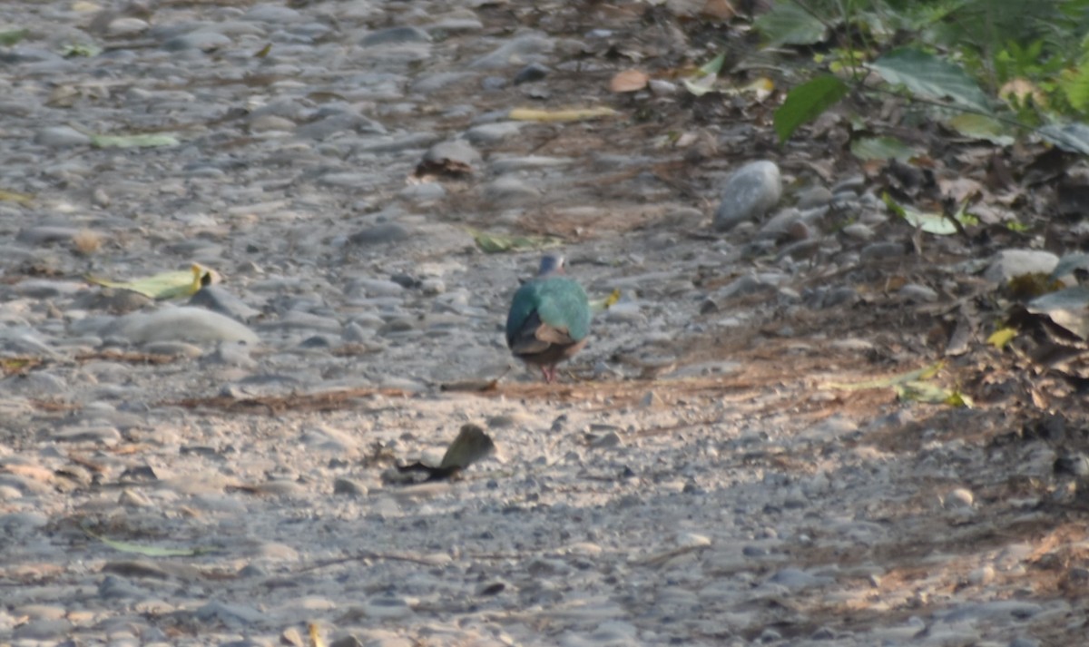 holub zelenokřídlý - ML541032031