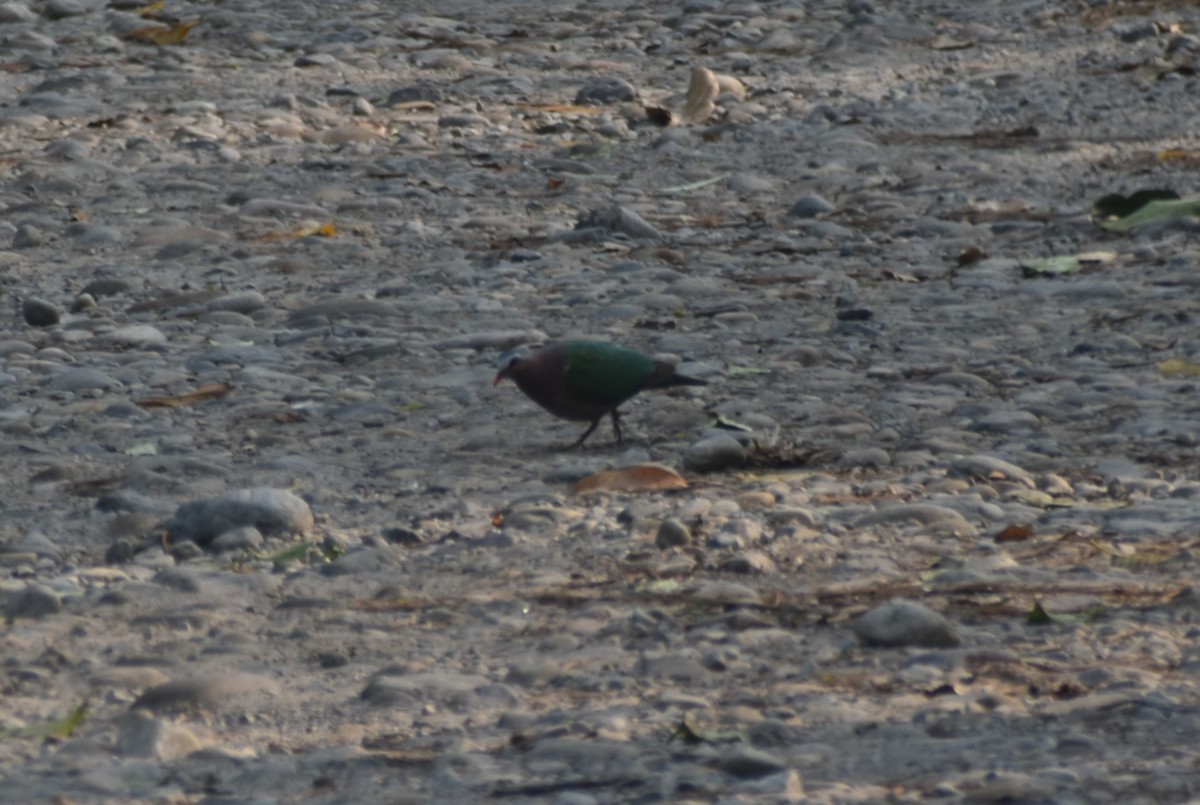 holub zelenokřídlý - ML541032051