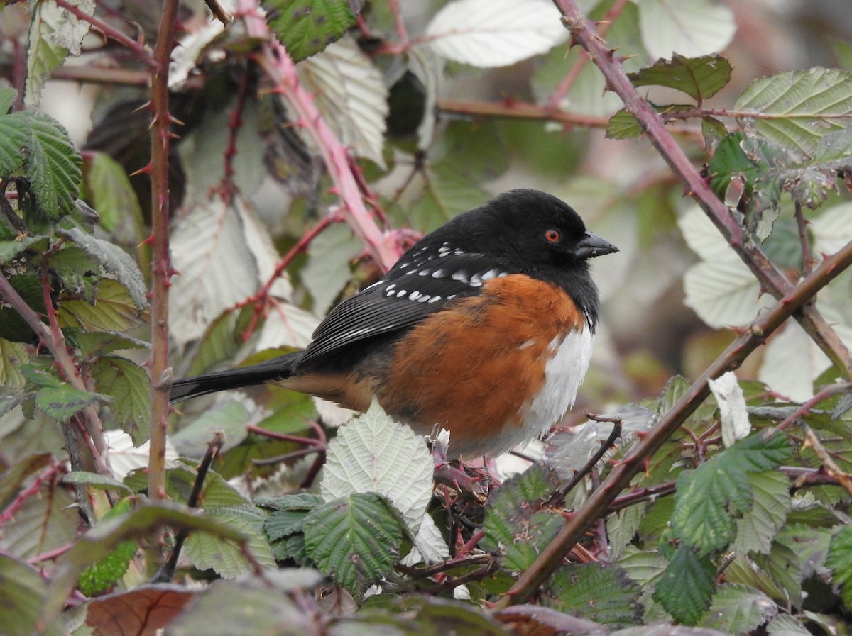 Spotted Towhee - kas dumroese