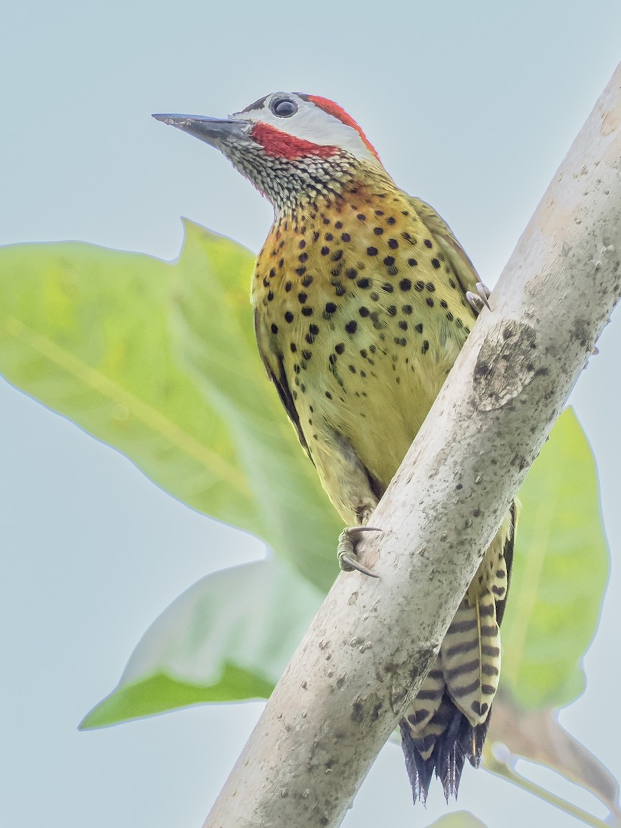 Spot-breasted Woodpecker - ML541038791