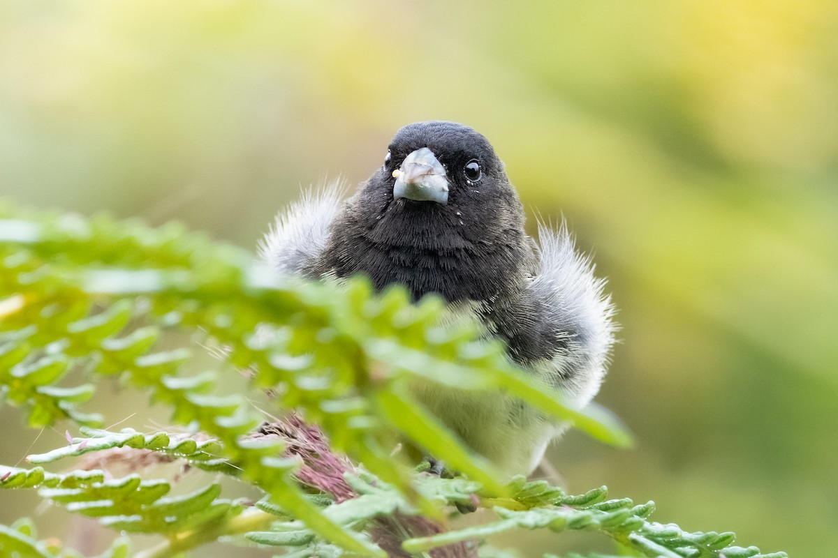 Yellow-bellied Seedeater - ML541039141