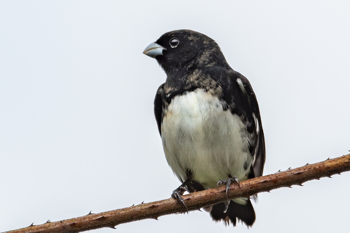 Black-and-white Seedeater - ML541039381
