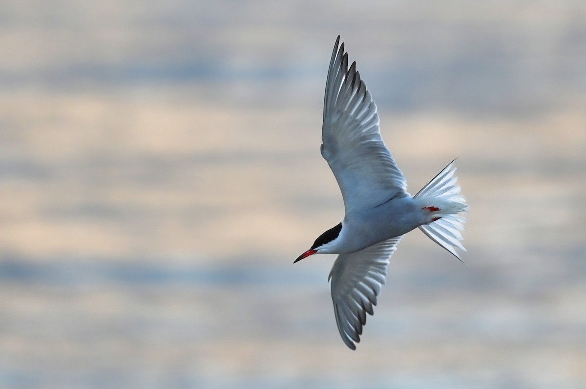 Common Tern - Simon Tolzmann