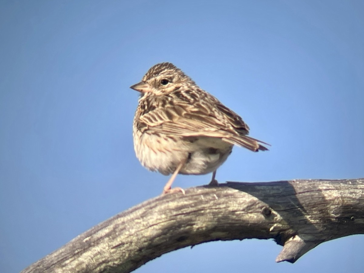 Vesper Sparrow - ML541043341