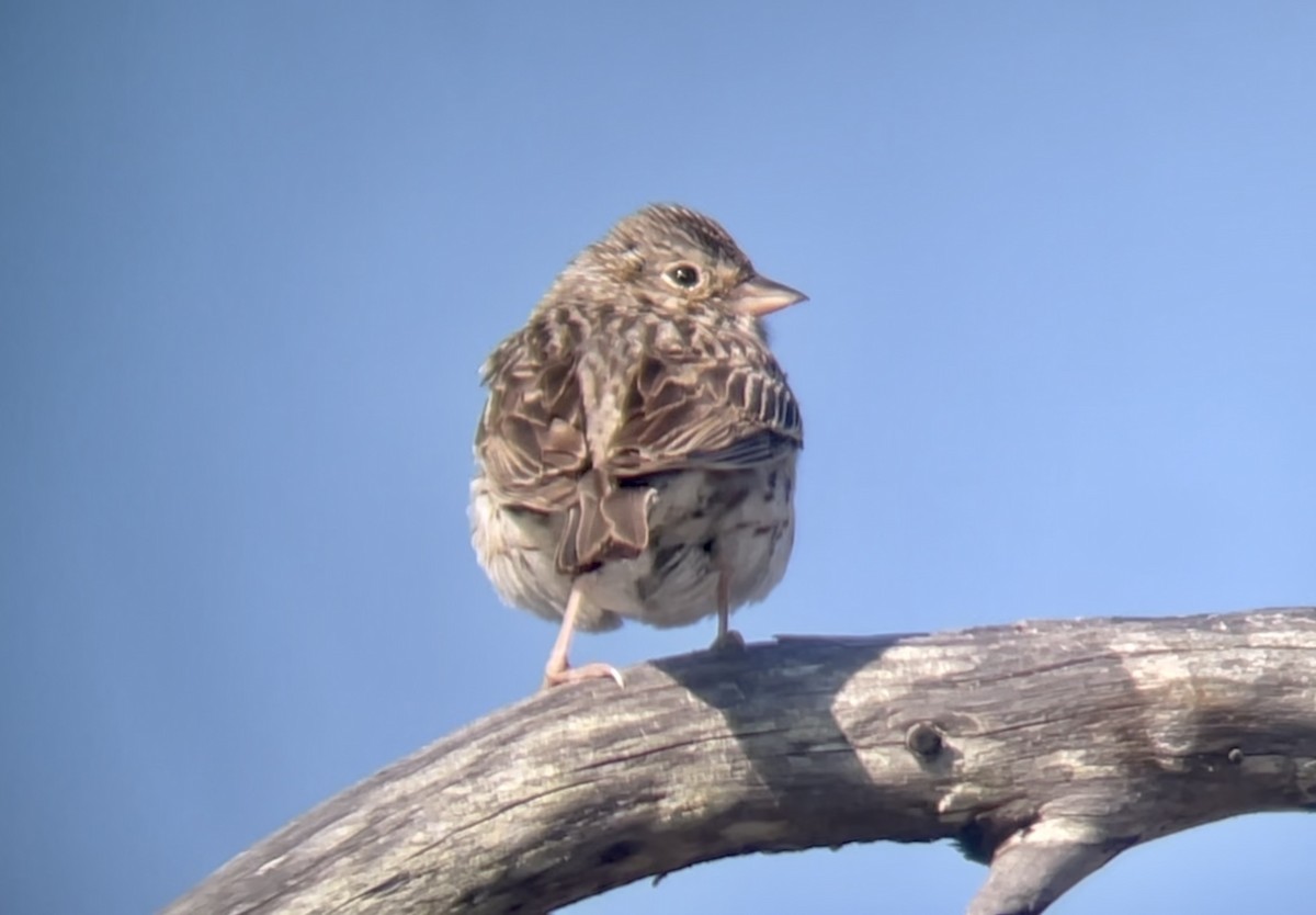 Vesper Sparrow - ML541043361
