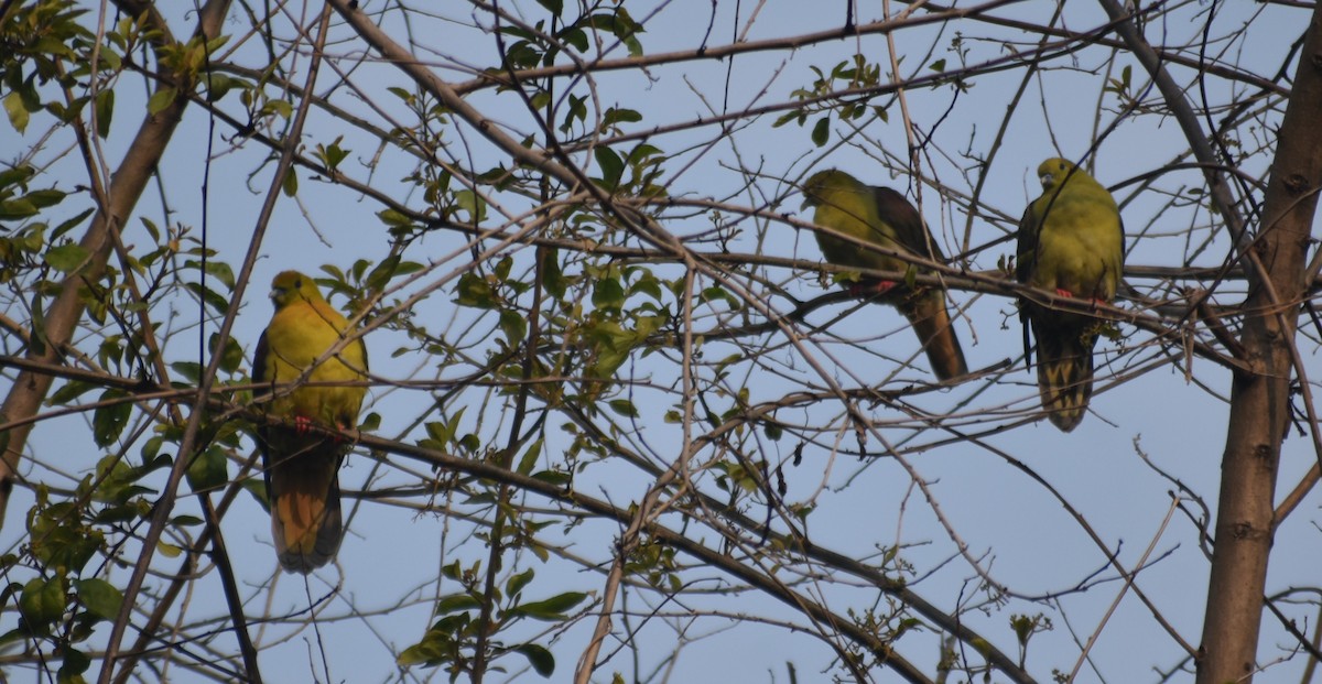 Wedge-tailed Green-Pigeon - ML541043411