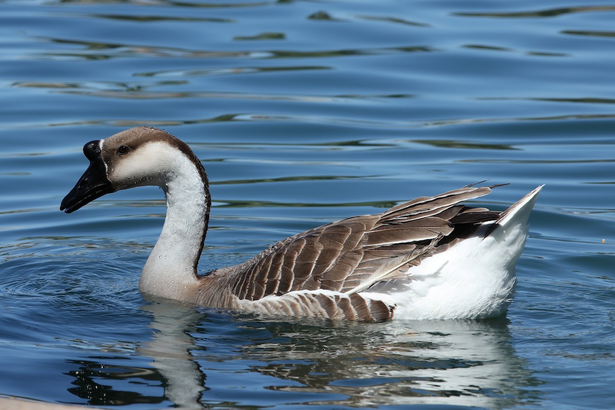 Swan Goose (Domestic type) - Bill  Buckingham