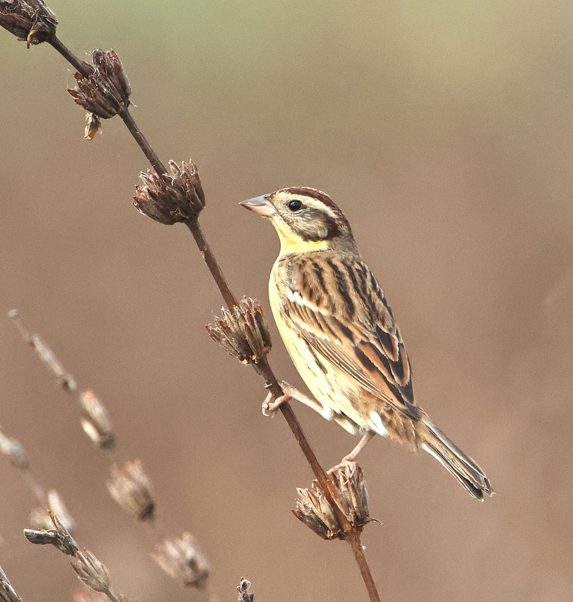 Yellow-breasted Bunting - ML541046271