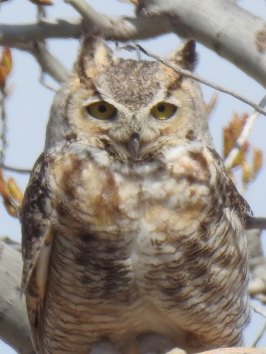 Great Horned Owl - ML54104711