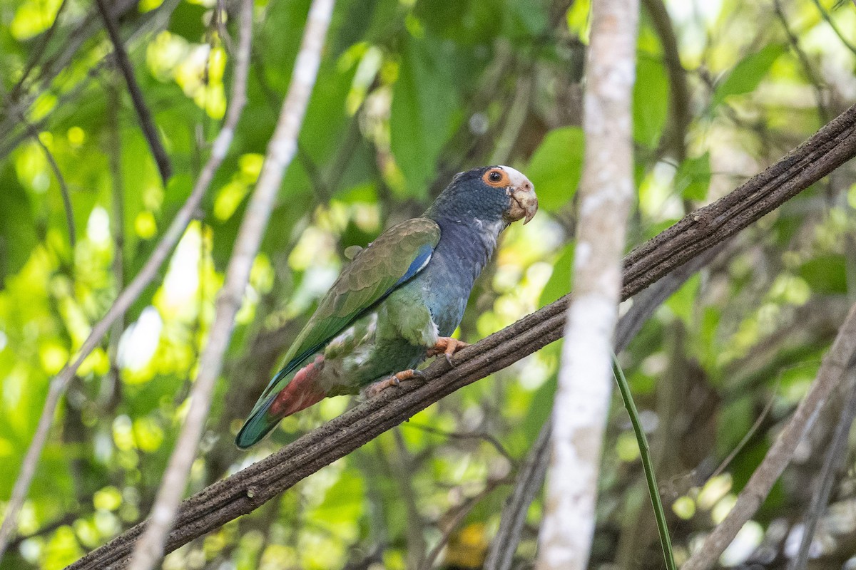 White-crowned Parrot - ML541047911