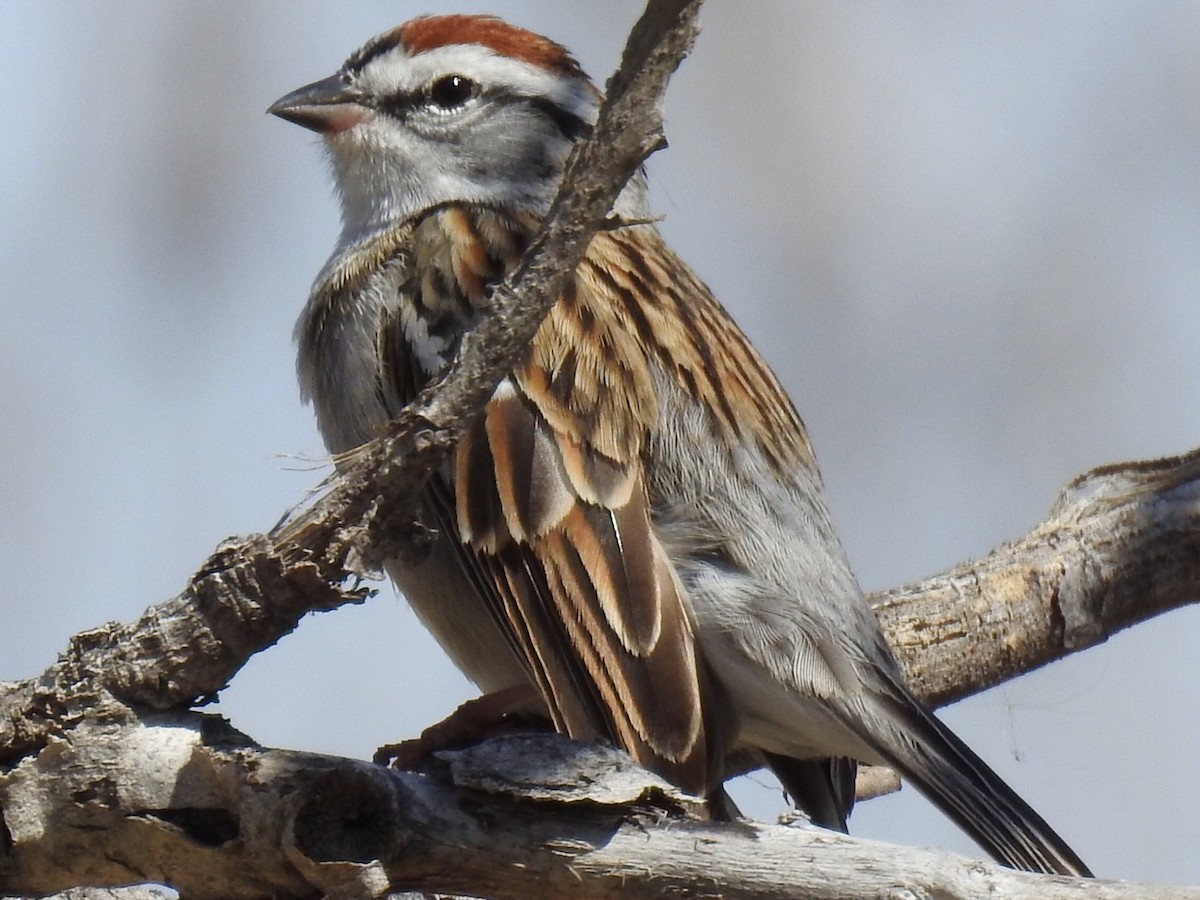 Chipping Sparrow - Daron Patterson