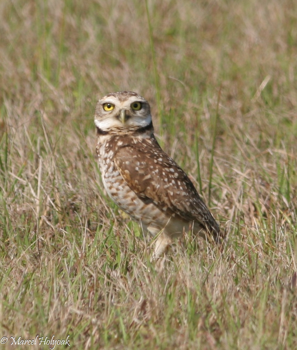 Burrowing Owl - Marcel Holyoak