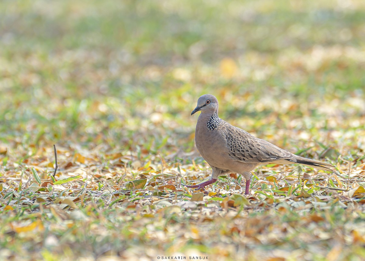 Spotted Dove - ML541050001