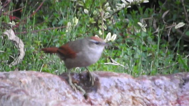 Line-cheeked Spinetail - ML541052521