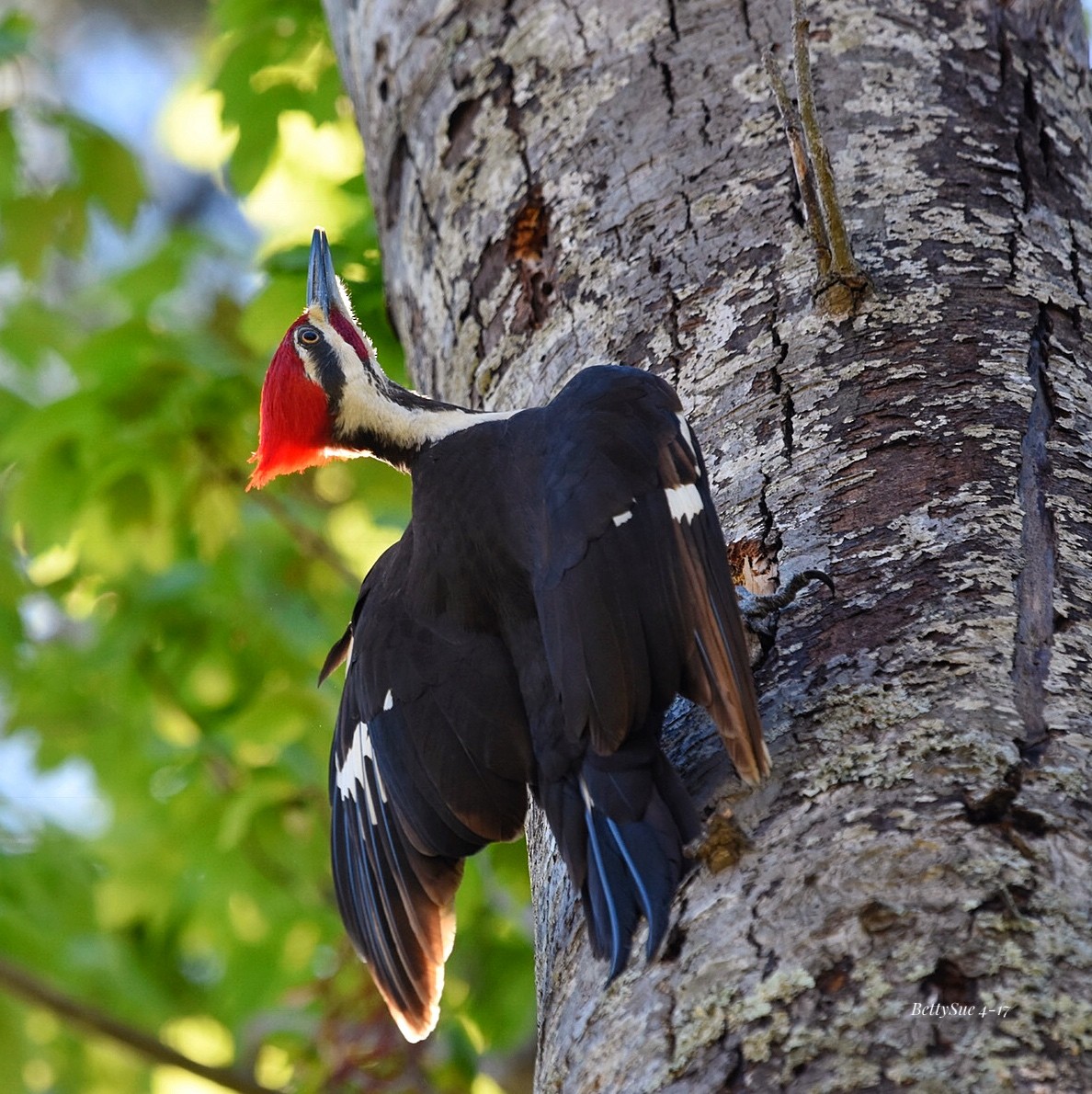 Pileated Woodpecker - Betty Sue Cohen