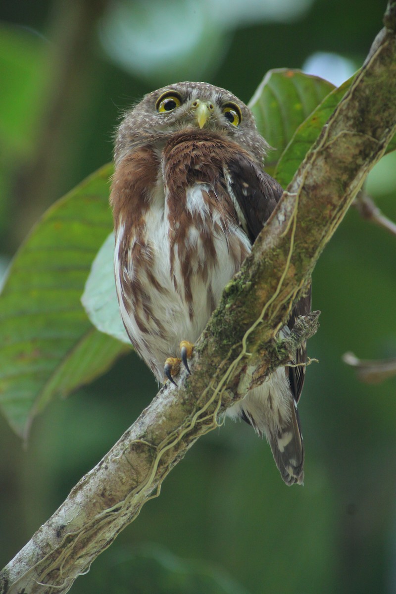 Central American Pygmy-Owl - Johan Chaves