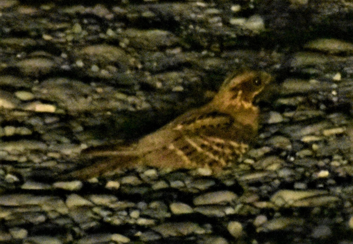 Large-tailed Nightjar - Maxim Rodrigues K