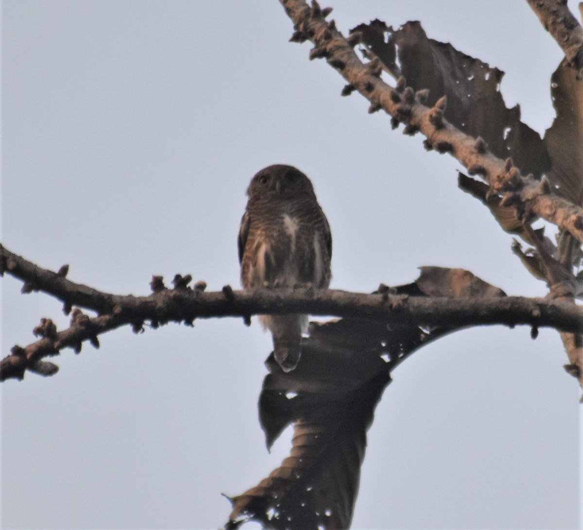 Asian Barred Owlet - ML541057361