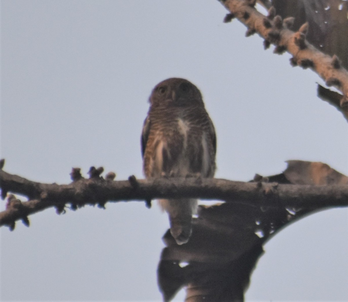 Asian Barred Owlet - ML541057371