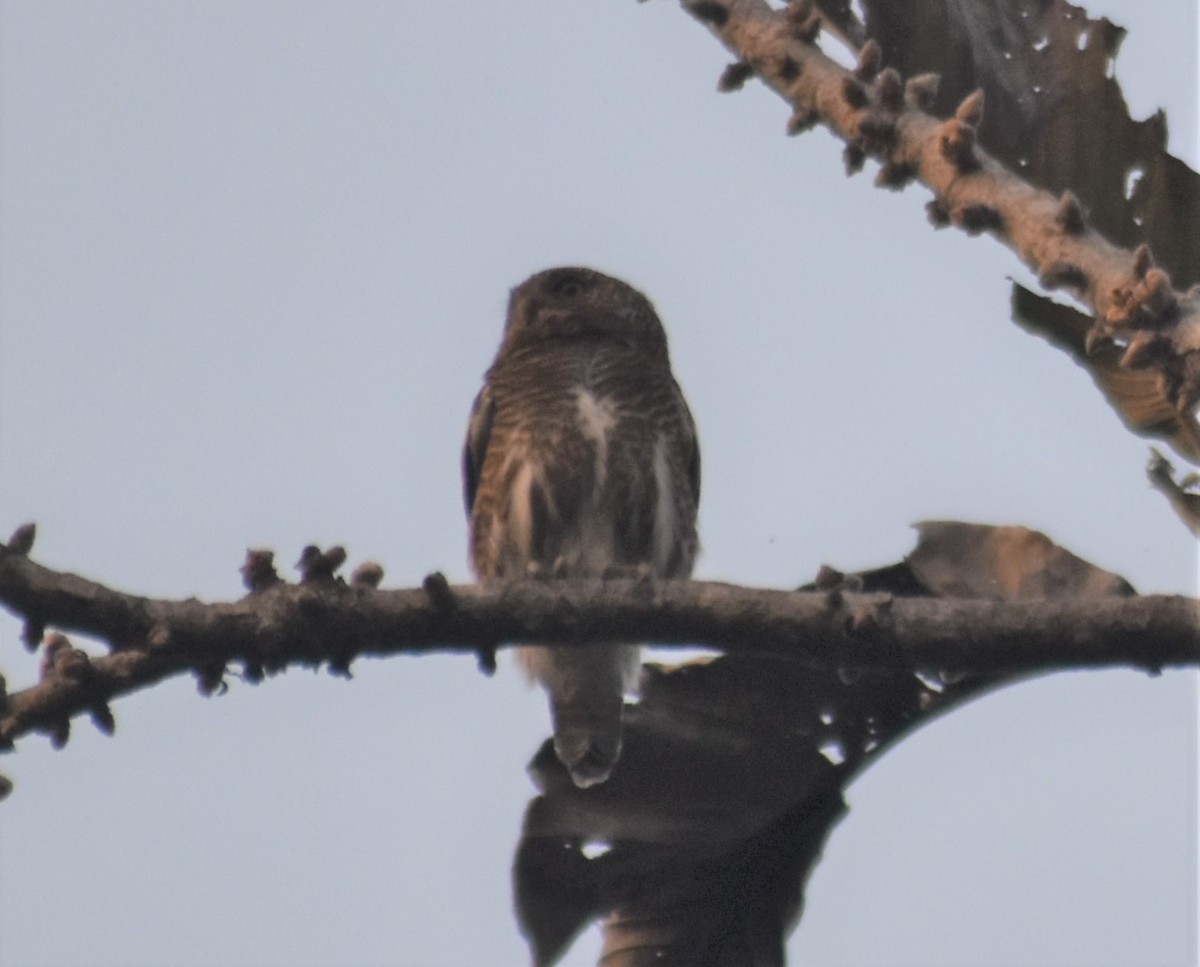 Asian Barred Owlet - ML541057381