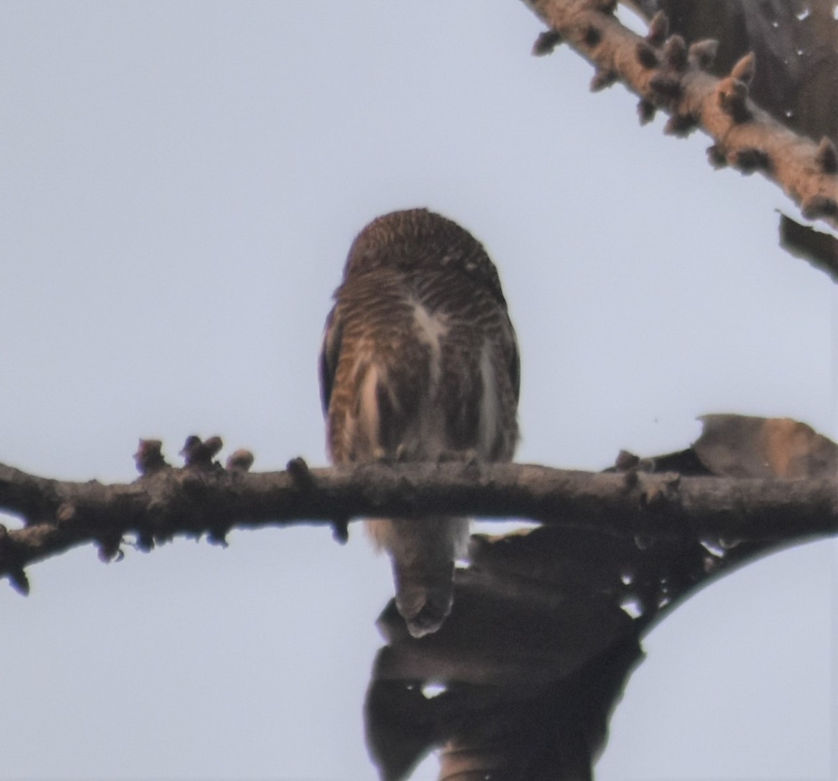 Asian Barred Owlet - ML541057391