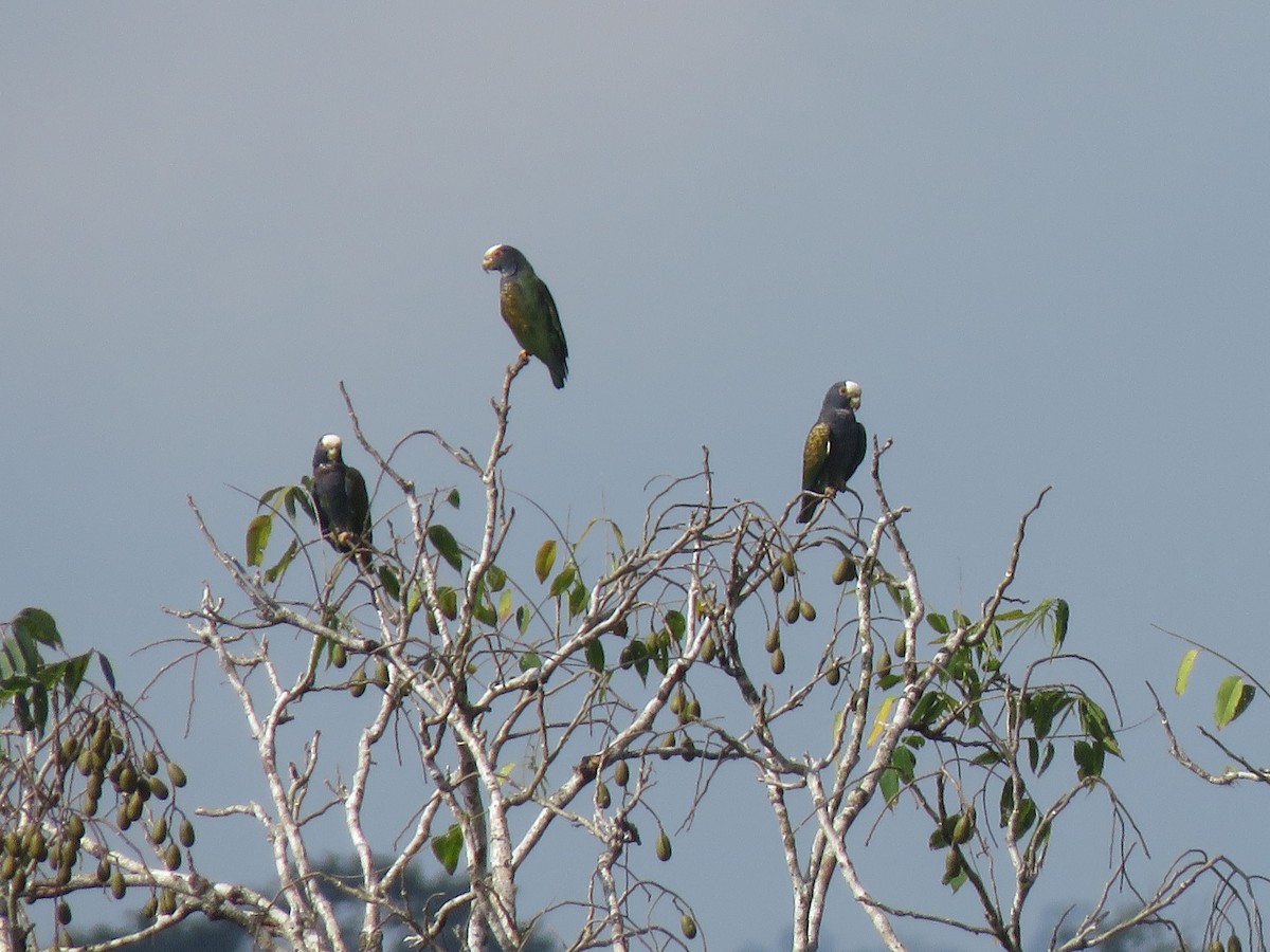 White-crowned Parrot - ML541058601