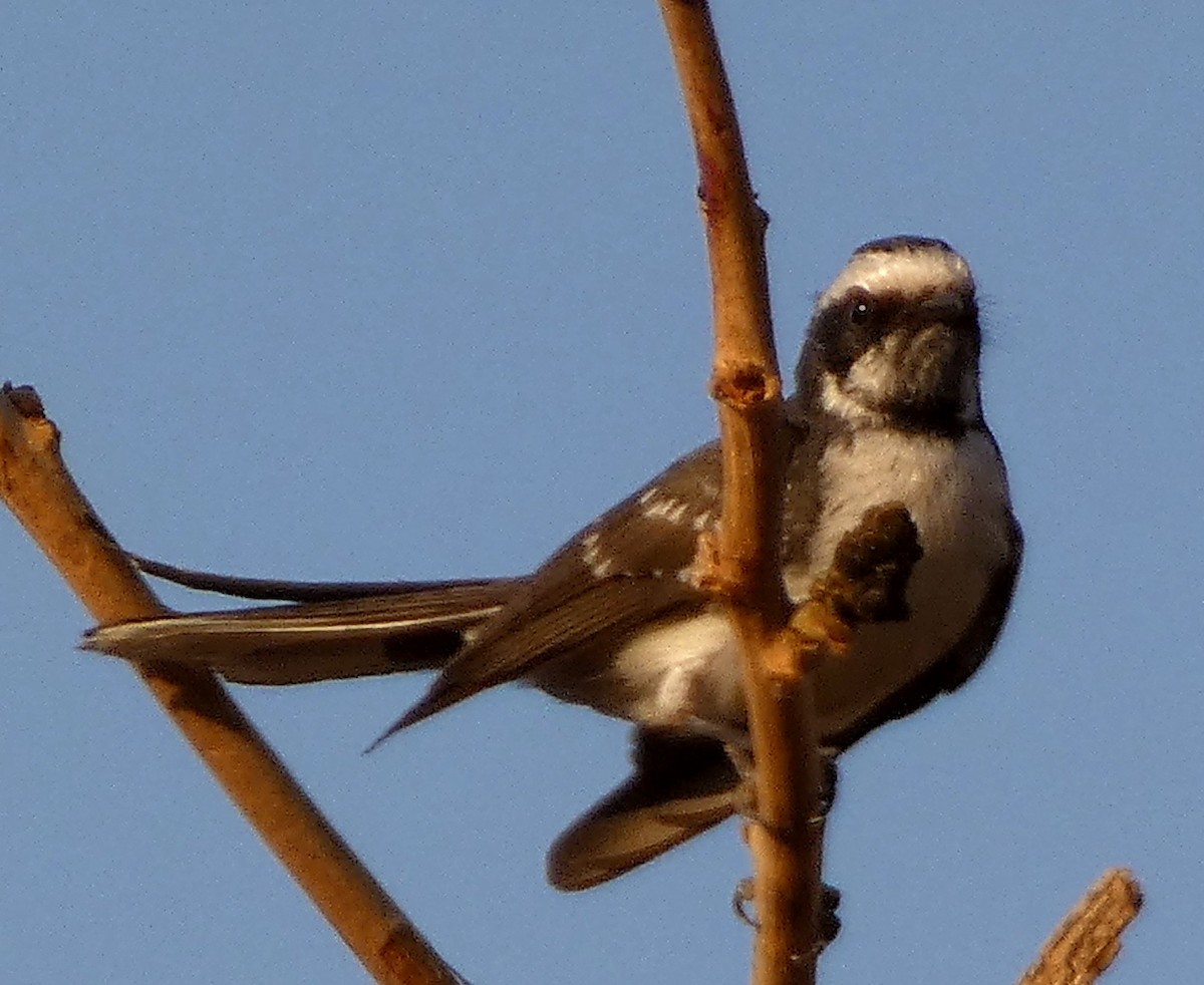 White-browed Fantail - ML541059521