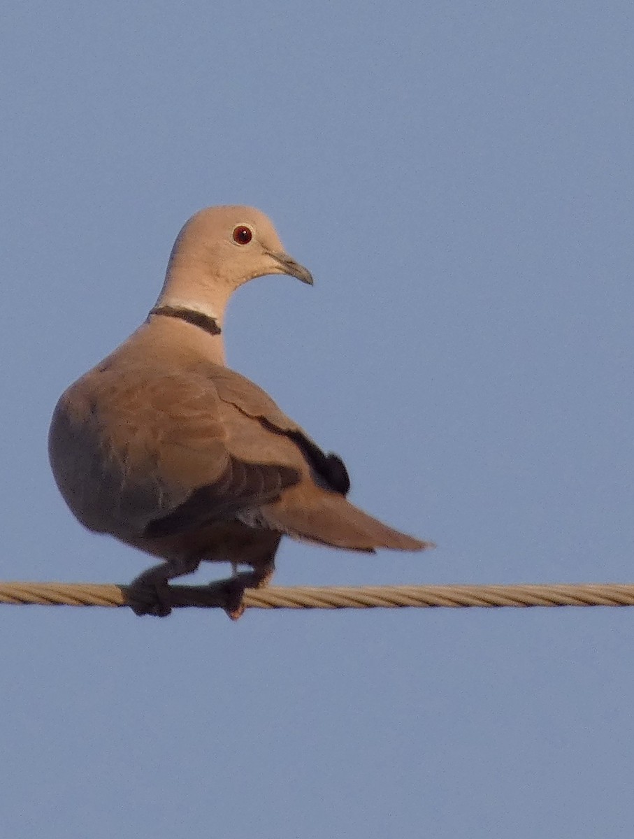 Eurasian Collared-Dove - ML541059661