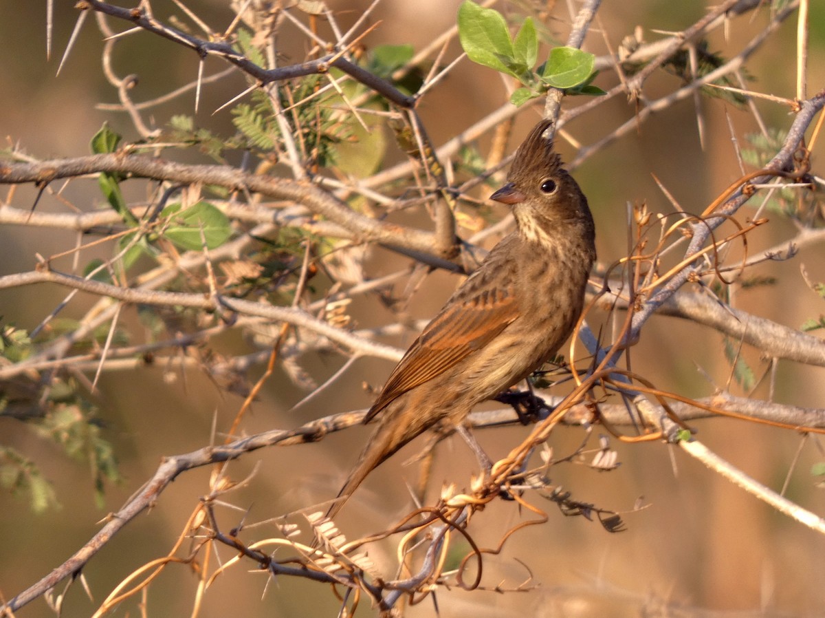Crested Bunting - ML541060121