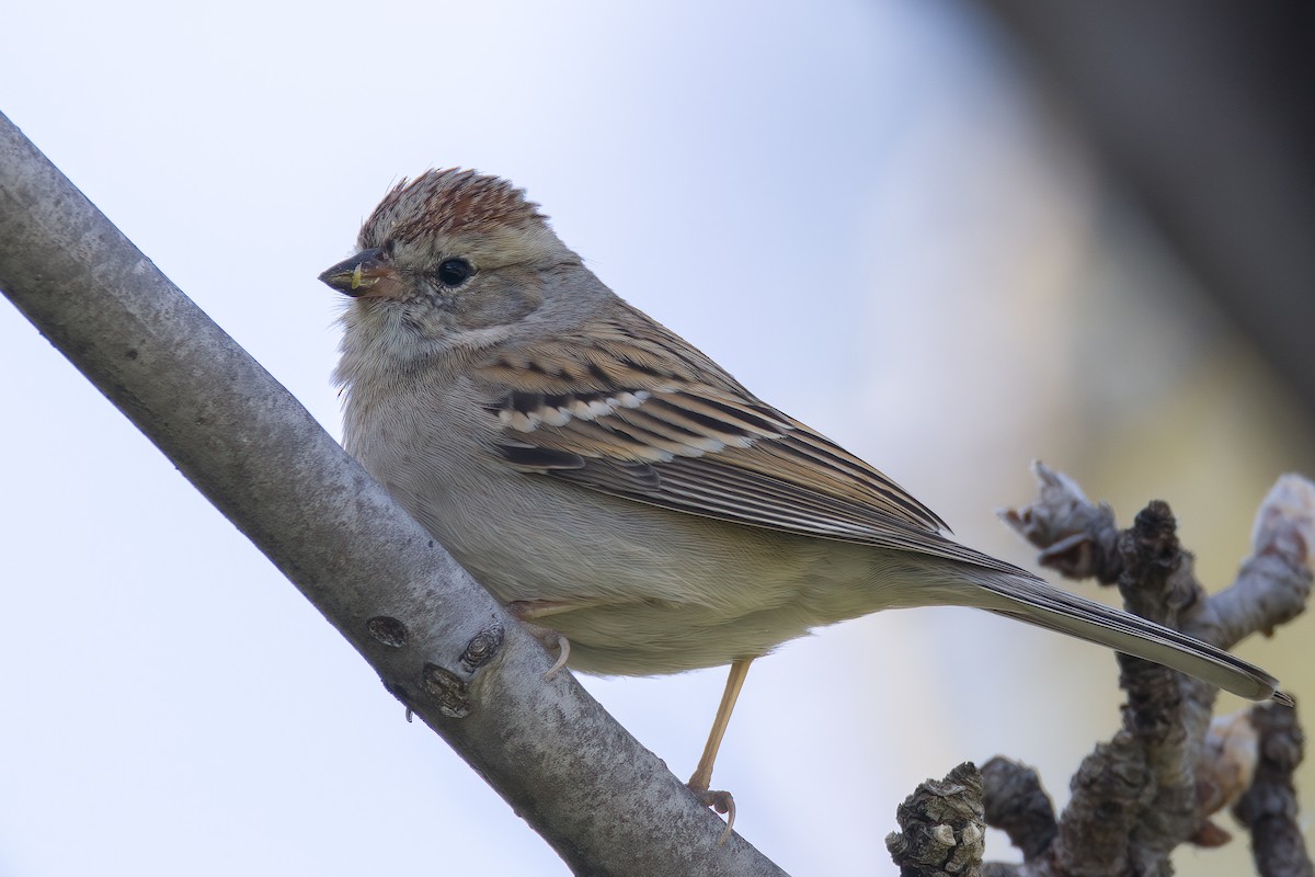 Chipping Sparrow - ML541060541