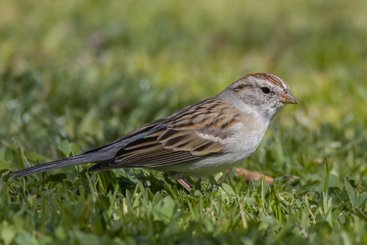 Chipping Sparrow - Linus Blomqvist