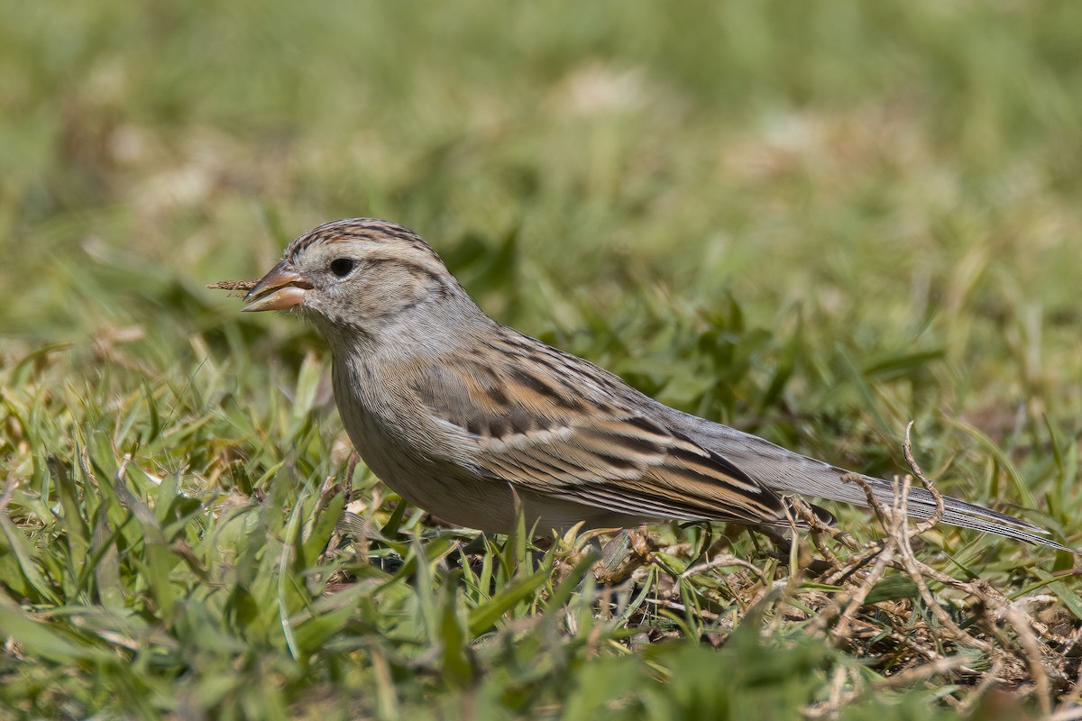 Chipping Sparrow - Linus Blomqvist