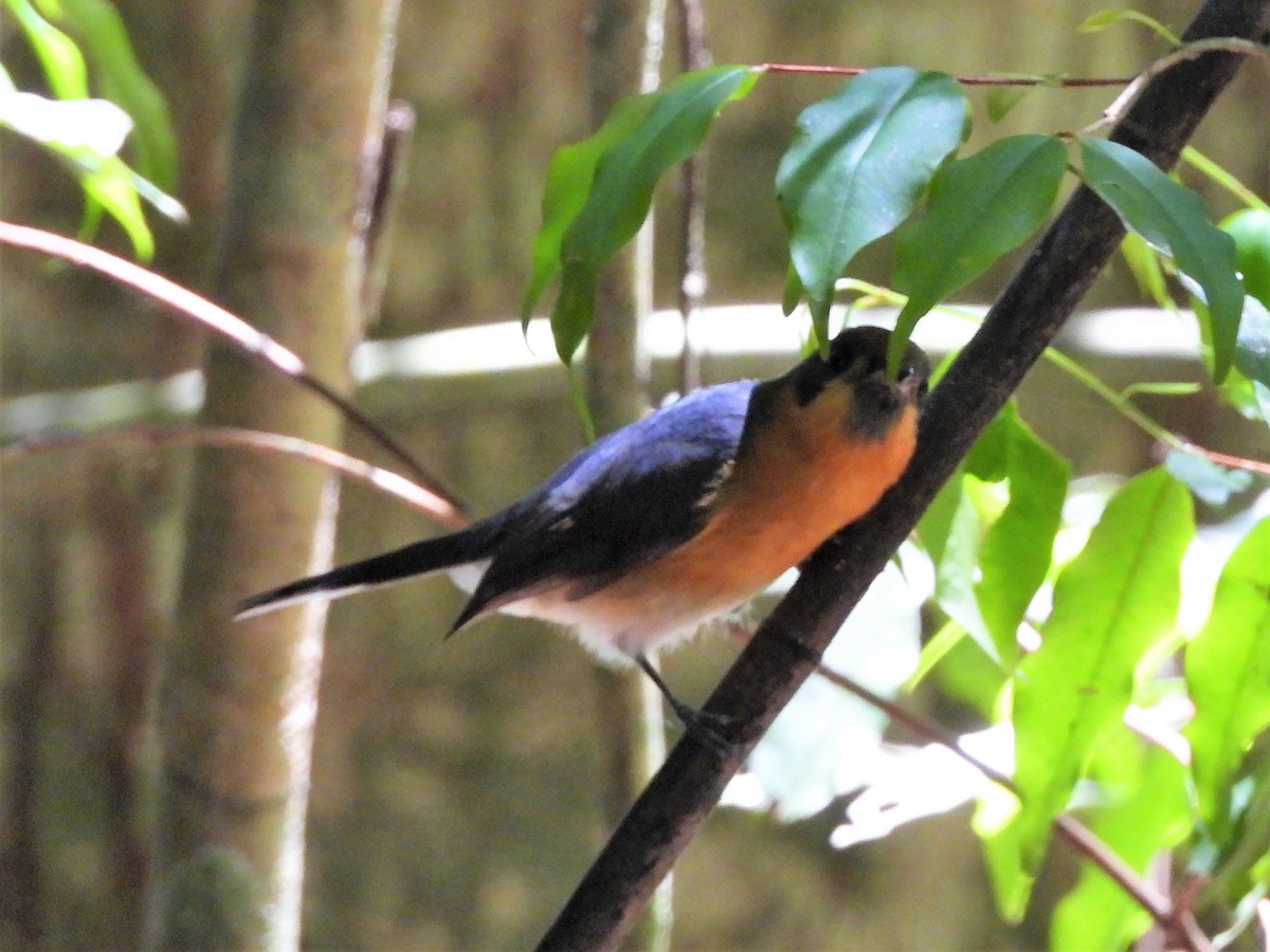 Spectacled Monarch - ML541061891