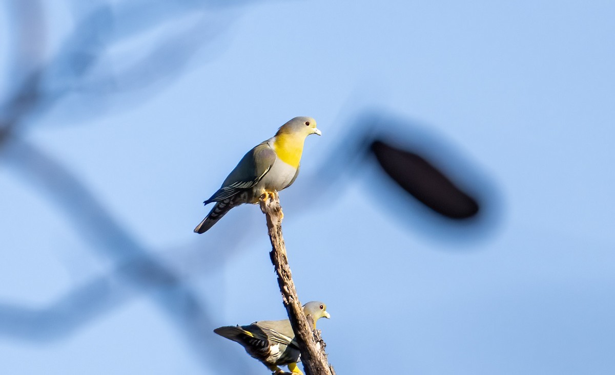 Yellow-footed Green-Pigeon - ML541062601