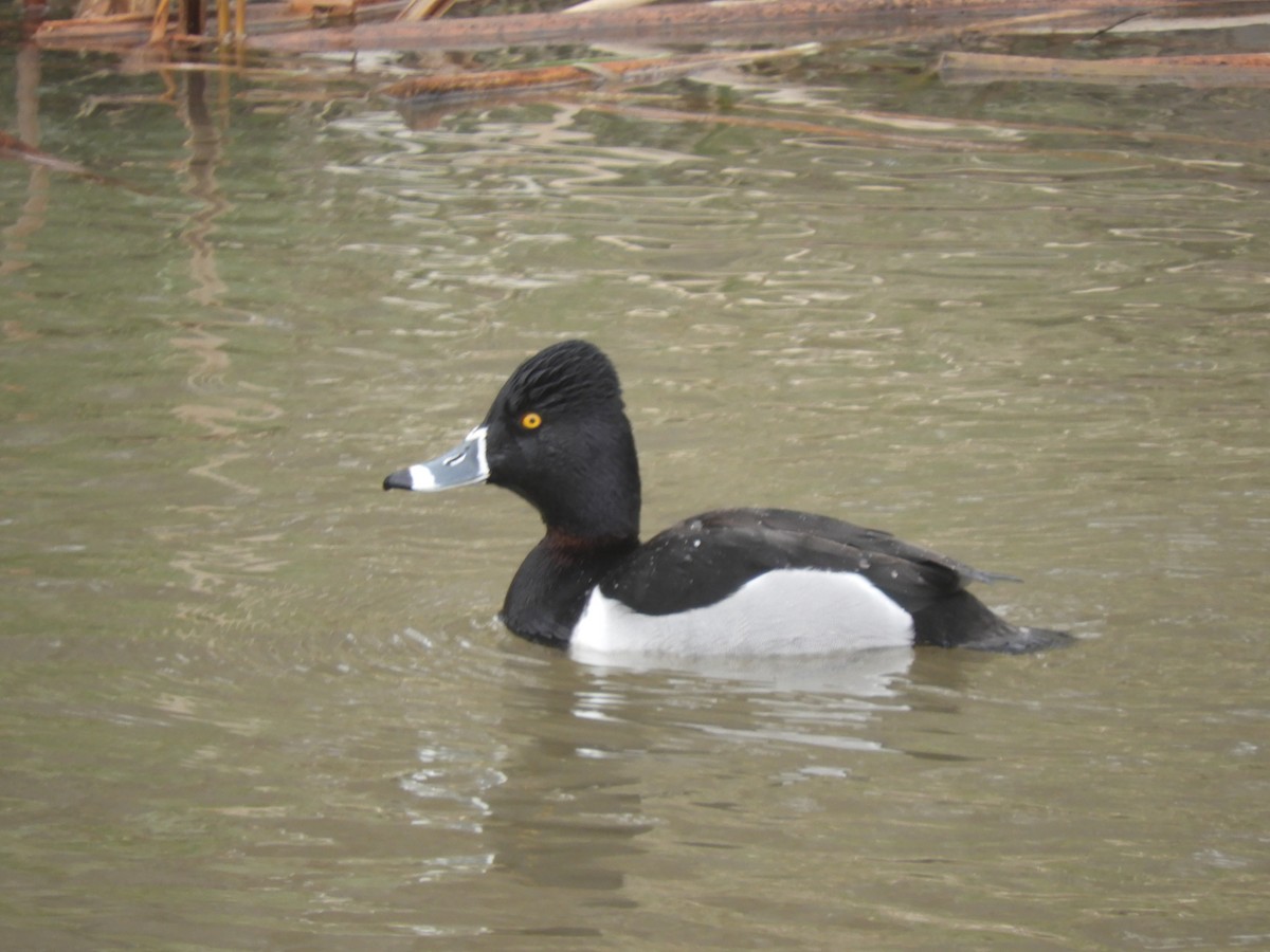 Ring-necked Duck - Cliff Cordy