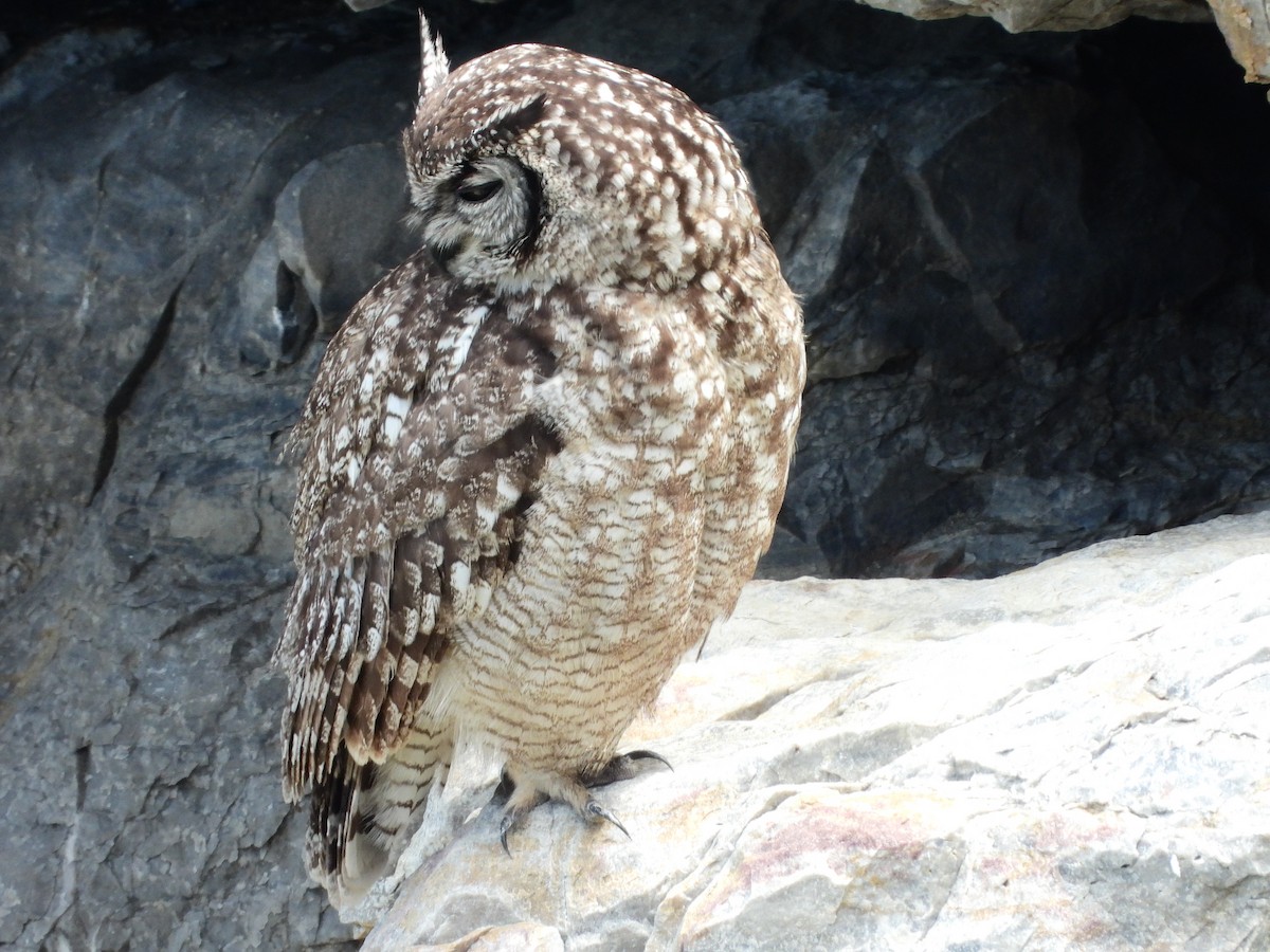 Spotted Eagle-Owl - ML541064441