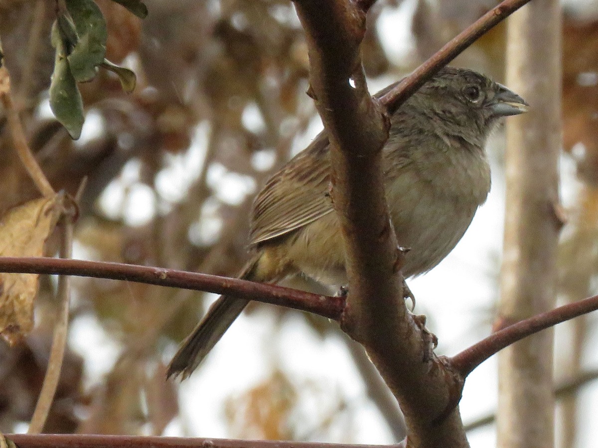 Botteri's Sparrow (Peten) - ML541065001