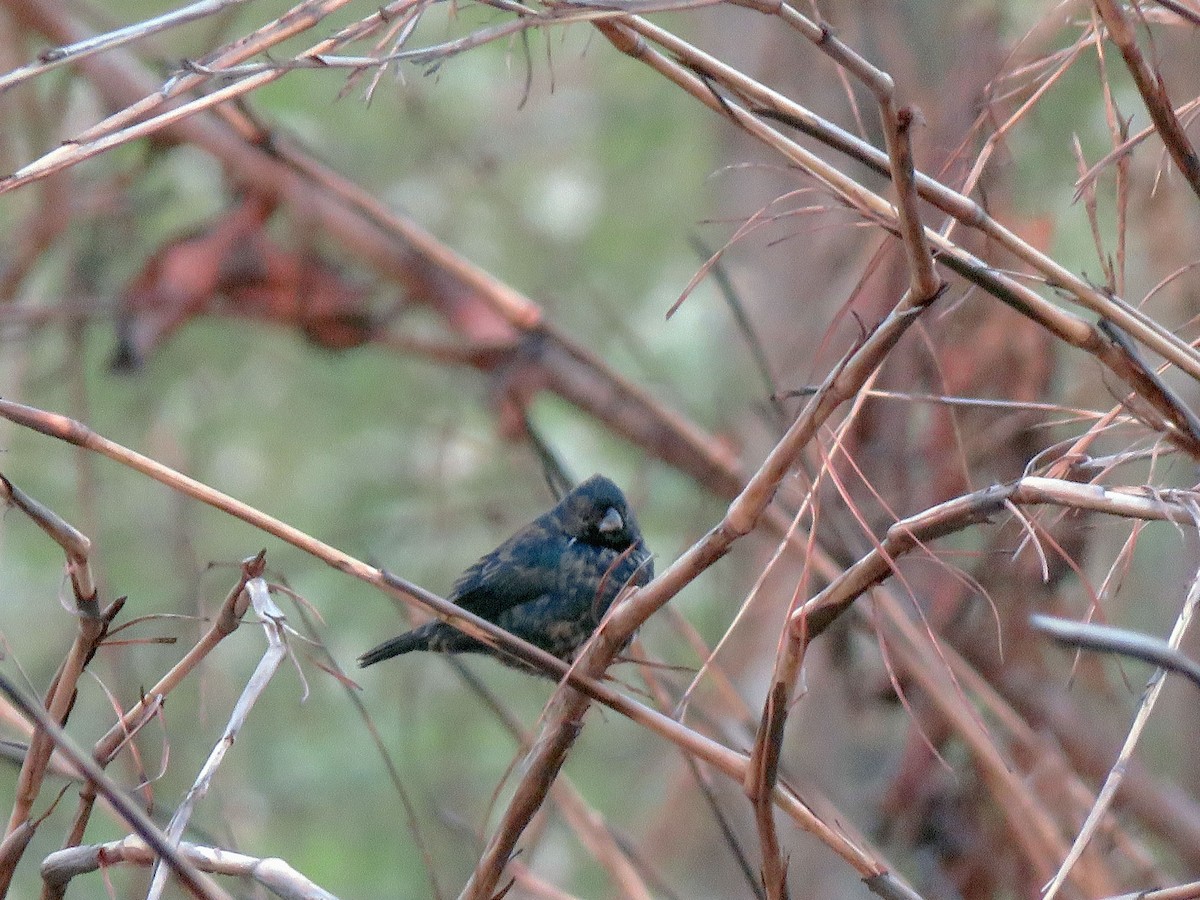 Blue-black Grassquit - ML541065181
