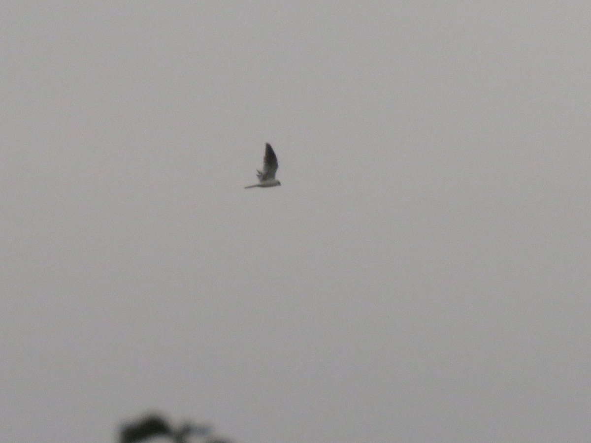 White-tailed Kite - ML541065201
