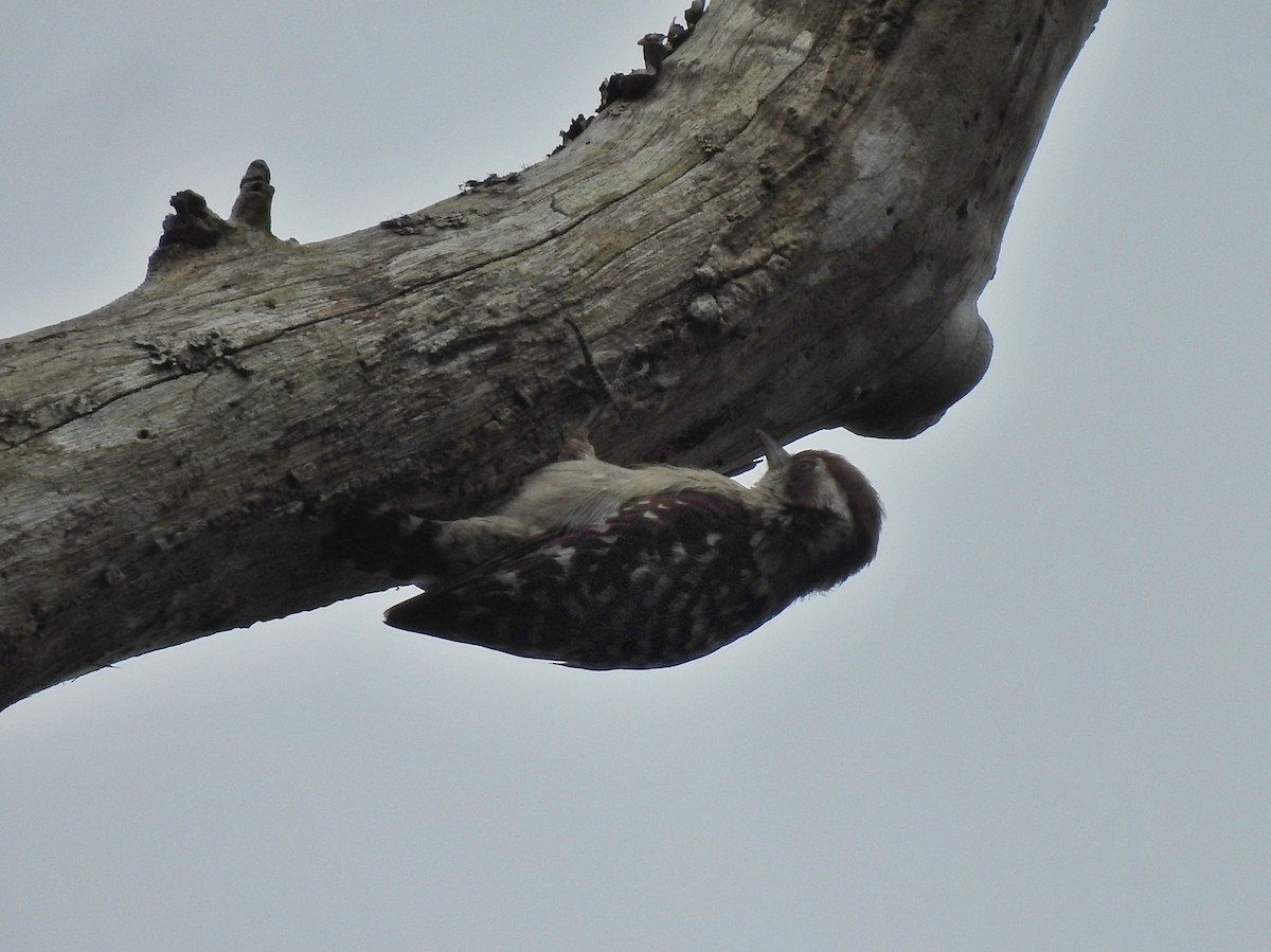 Brown-capped Pygmy Woodpecker - ML541067781