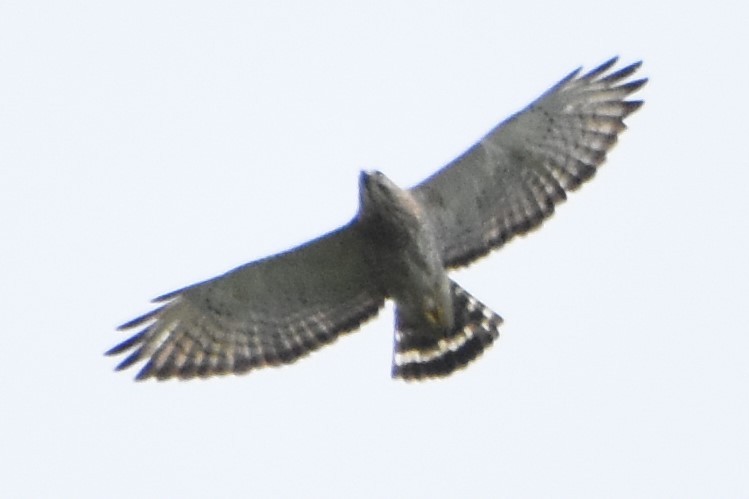 Broad-winged Hawk - Georgia Doyle