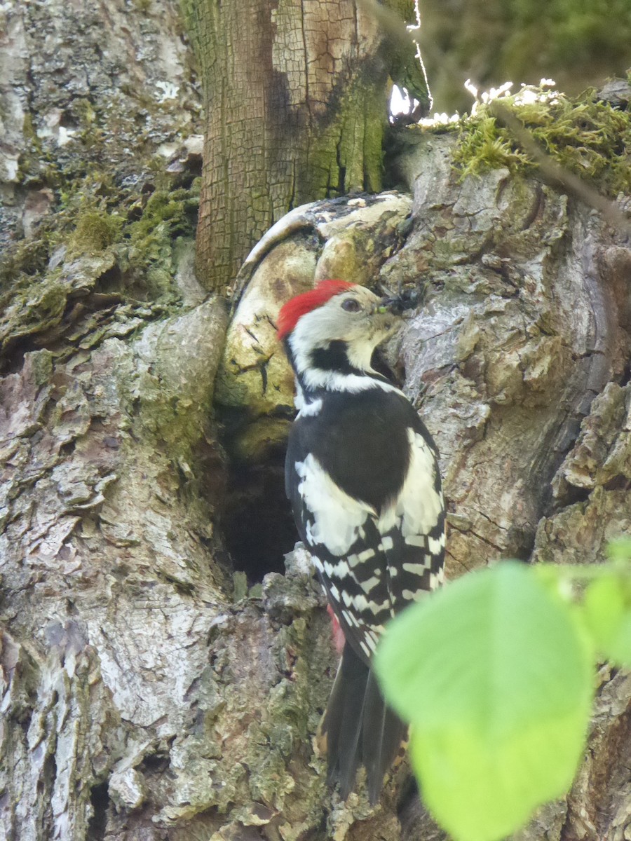 Middle Spotted Woodpecker - ML541069811