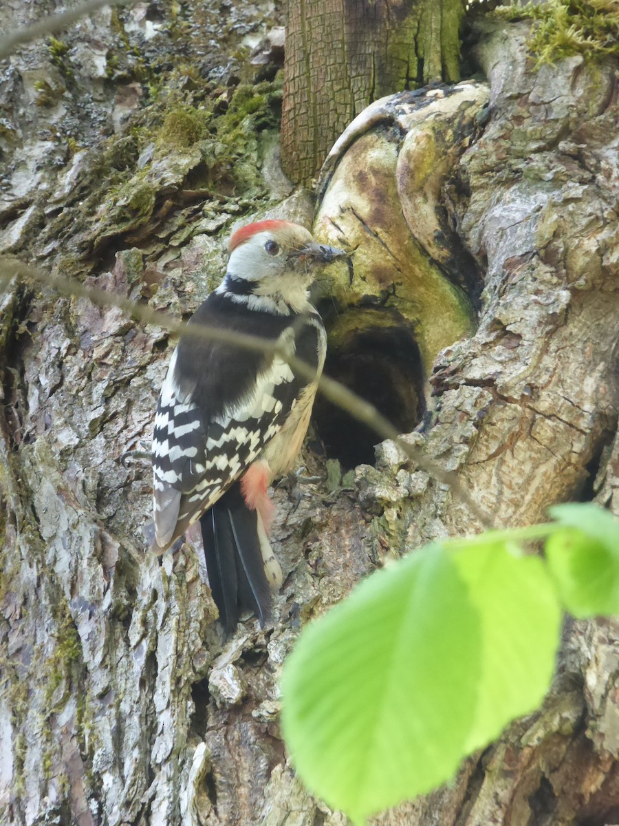 Middle Spotted Woodpecker - ML541069831