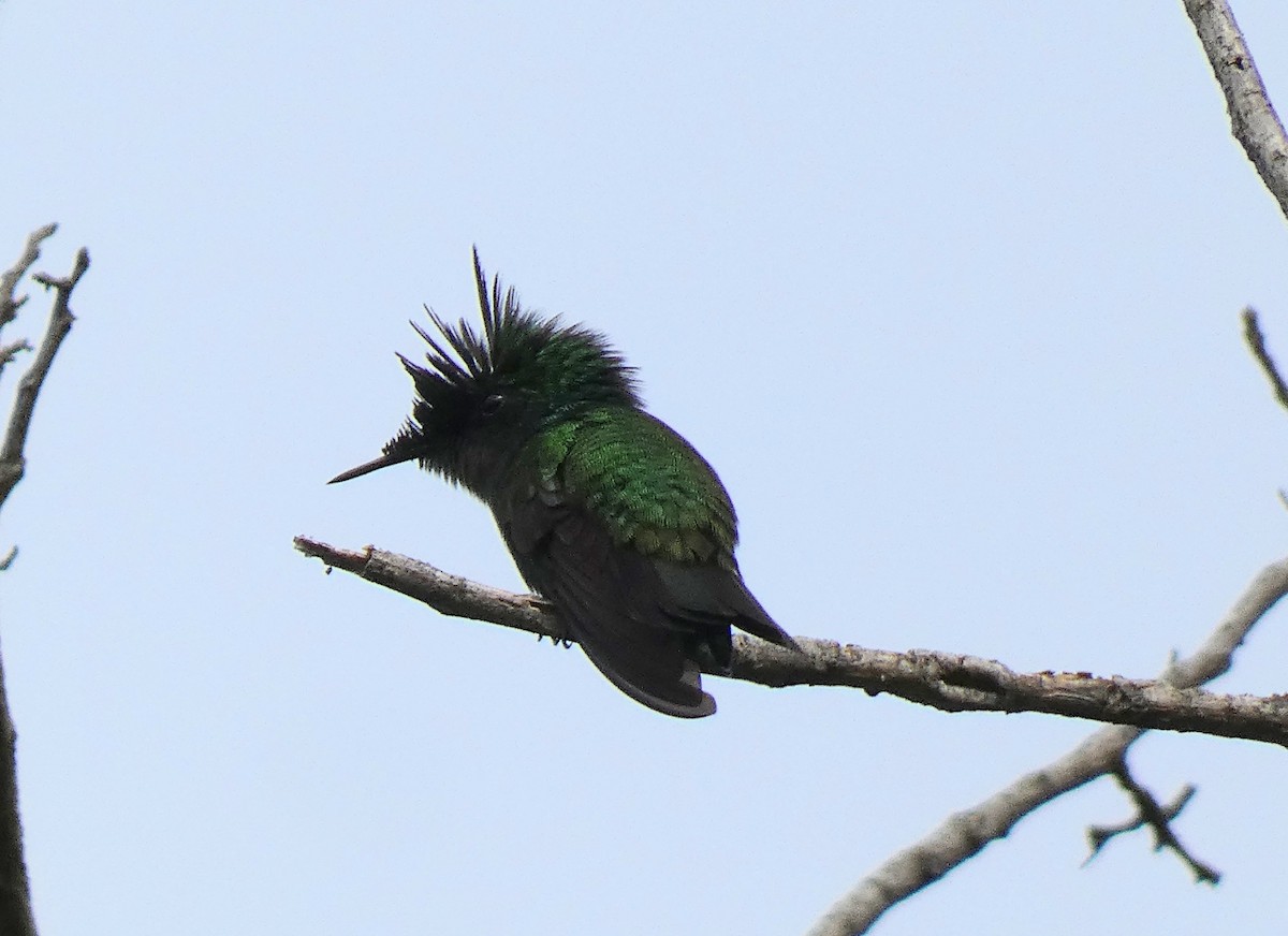 Antillean Crested Hummingbird - ML541073541