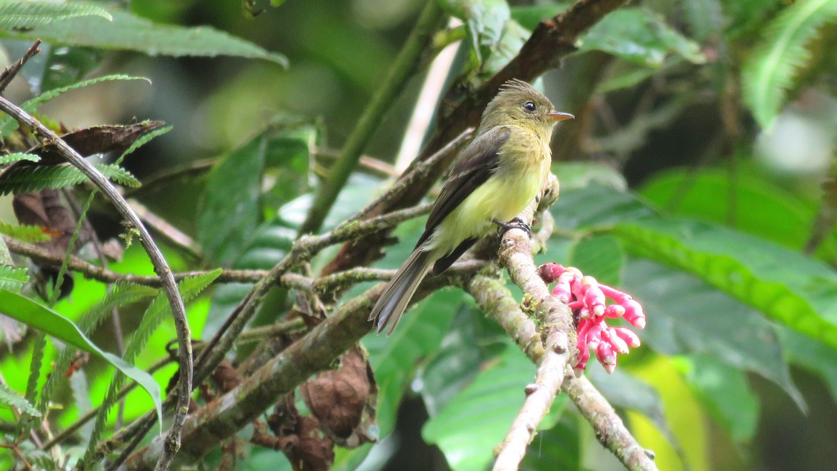 Tufted Flycatcher (South American) - Tim Forrester