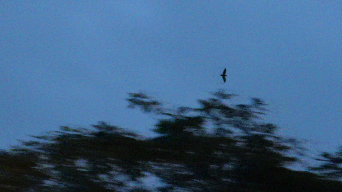 Short-tailed Nighthawk (Short-tailed) - Tim Forrester