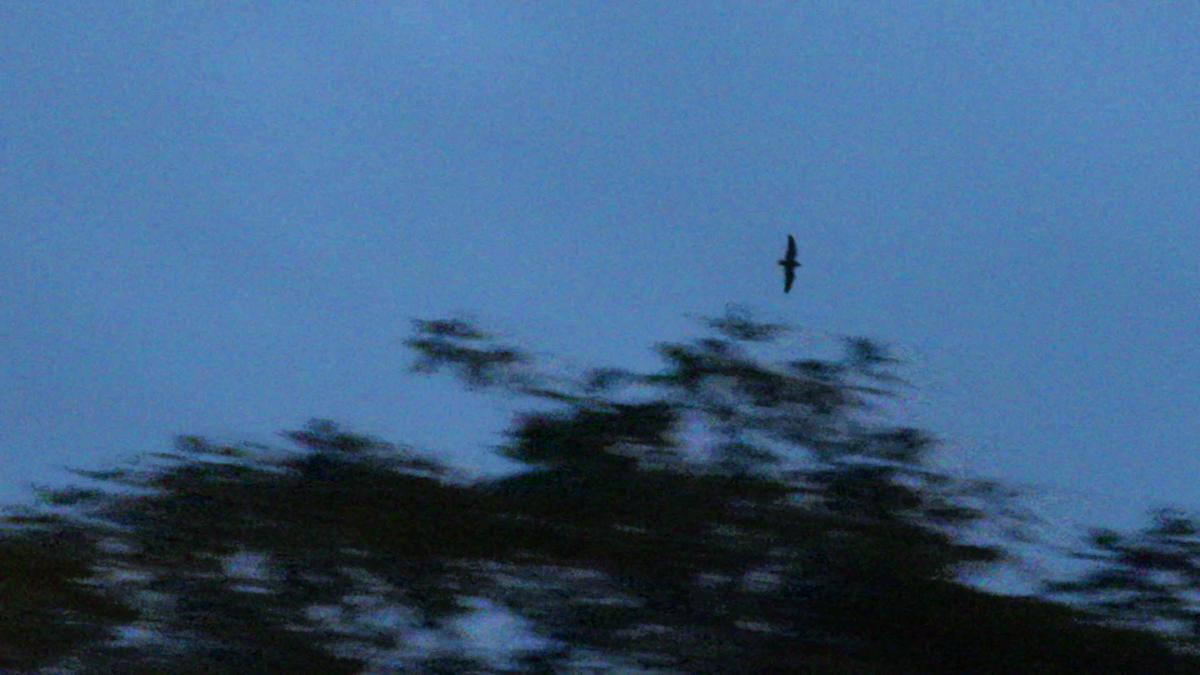 Short-tailed Nighthawk (Short-tailed) - ML54107731