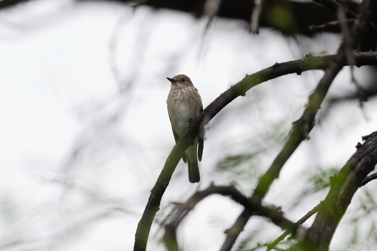 Spotted Flycatcher (Spotted) - Mike Hooper